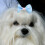 100 τεμάχια τόξα για κατοικίδια, τόξα από τρίχες σκύλου για σκύλους, αξεσουάρ 4