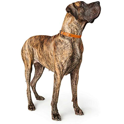 Hunter Hunter Cannes Aluminium Strong Collar 2