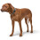 Hunter HUNTER Vario-Plus Nylon Collar, 20/40 x 55 cm, Medium, Brown 4