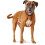 Hunter HUNTER Collar Solid Education Special, 45 67283 Soft genuine cow leather, dark brown 4
