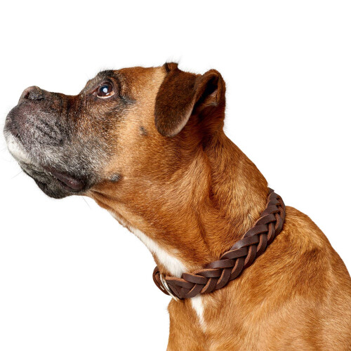 Hunter HUNTER Collar Solid Education Special, 45 67283 Soft genuine cow leather, dark brown 2