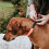 Hunter Hunter - Collar 27-35 cm Comfort Convenience orange 4