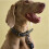 Joules Joules Leather Dog Collar Lead, Navy, One Size 4