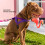 EzyDog Quick Fit Dog Harness - Premium Padded No-Pull Harness, Burnt Orange, Small 4