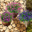 Kunstige lyserøde blomster UV-resistente 8-pak 4