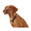 Hunter HUNTER SOLID EDUCATION training collar for dogs, leather, soft, non-slip, 55 (M-L), dark brown 4