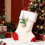 Hummingbird Advent Calendar 2025 – 24 Bird-Themed Tree 4