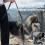 PoyPet No Pull Dog Harness, Reflective Vest Harness with 2 Leash Attachments and Easy Control Handle for Small Medium Large Dog(Grey,M) 3