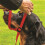 Gencon - Large Anti Pull Dog Headcollar - Soft & Gentle Control - Practical Dog Training & Behaviour Aid - Left Hand - UK Made - Doesn't Include Lead 5