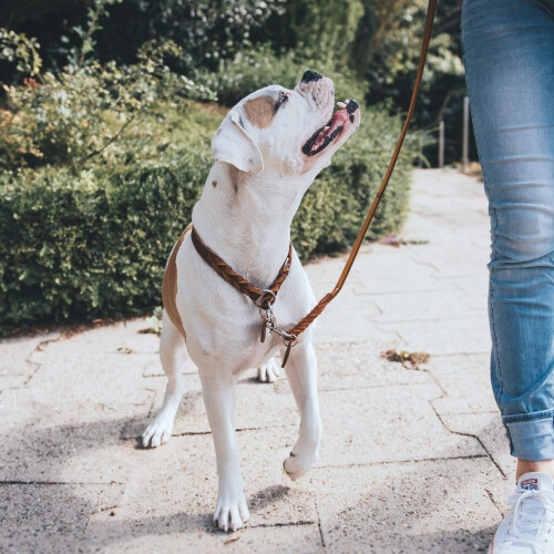 Hunter HUNTER Training leash Solid Education, 18/200 Soft genuine cow leather, cognac 2