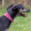Ancol Ancol Timberwolf Leather Greyhound Collar Raspberry, 34-43 cm 4