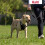 Halti HALTI No Pull Harness Size Medium, Professional Dog Harness to Stop Pulling on the Lead, Easy to Use, Anti-Pull Training Aid, Adjustable, Reflective 2
