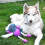 Rosewood Rosewood Ruby Rabbit Dog Toy, multi-colour 5