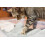 Croci Cat Litter PREMIUM with Canadese Bentonite 5