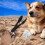 1Pcs Black Abs Scoop Gripper for Pet Owners with Ergonomically Designed Handle 8