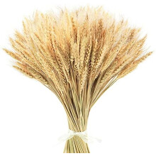 17.7" Natural Dried Wheat Stalks, 400 Stems – Home, Wedding, Farmhouse & DIY Decoration