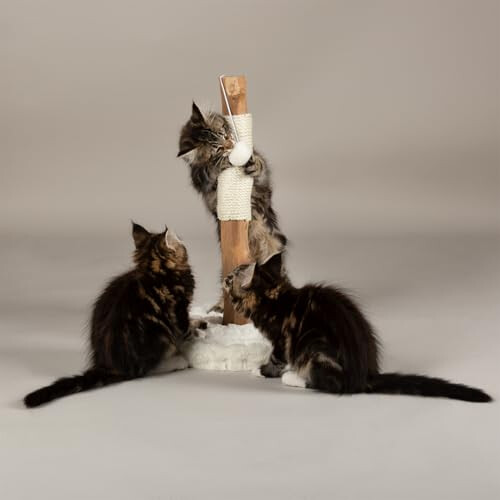 Scruffs Scruffs Andes "My First" Cat Scratching Tree 2