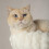 Scruffs Scruffs Atlas Cat Scratching Tree 3