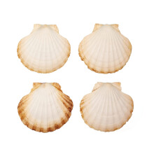 Finoly Natural Scallop Shells 4 Units | 10x11cm (4 inch) | Scallop shells for Serving Food, DIY, etc | Large Seashells | Empty Clam Shells