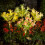 Solar Flower Stake Lights Pink, 42 LED, 73 cm 4