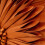 Housse de coussin à fleurs en velours orange 45 x 45 cm 5
