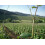 Famille Hugel Classic Riesling 75 cl 5