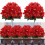 13 tommer kunstige julestjerneblomster udendørs UV-resistente 2