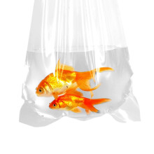 AlfaEx Fishery Bags, 16" x 30" Leak Proof, Rounded Bottom, Clear Plastic Fish Bags for Tropical & Marine Fish Watertight Transport, 250 Gauge. (Pack