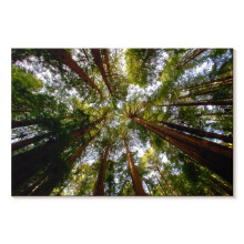 Arte em tela Muir Wood California Redwoods 24x16 polegadas