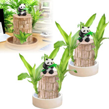 Lucky Bamboo Plant Set with Hardy Growth, Easy Care Indoor Desk Decor for Home or Office (Green 12 pcs)