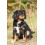 Skinners Skinner's - Ruff and Ready (15kg) 2