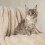 Scruffs Scruffs Aspen Dog/Pet Blanket 1