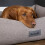Scruffs Scruffs Seattle Dog or Cat Box Bed (M) 3