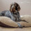 Ancol Ancol Timberwolf Sleepy Paws Oval Cushion, 45 x 35 cm 4
