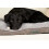 Scruffs Scruffs Cosy Dog Mattress, 100 x 70cm, Grey 2