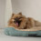 Scruffs Scruffs Cosy Dog Box Bed (M) 2