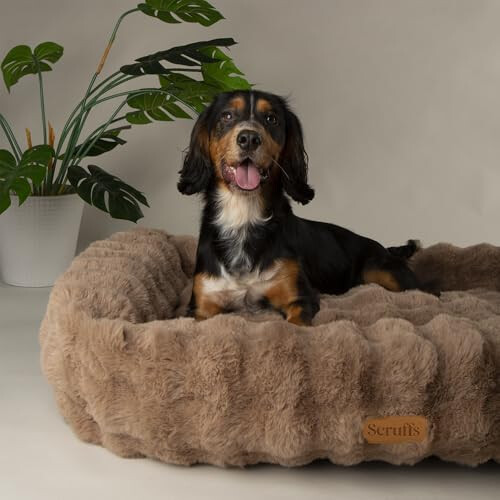 Scruffs Scruffs Luxury Alpine Box Bed For Dogs (L) 1