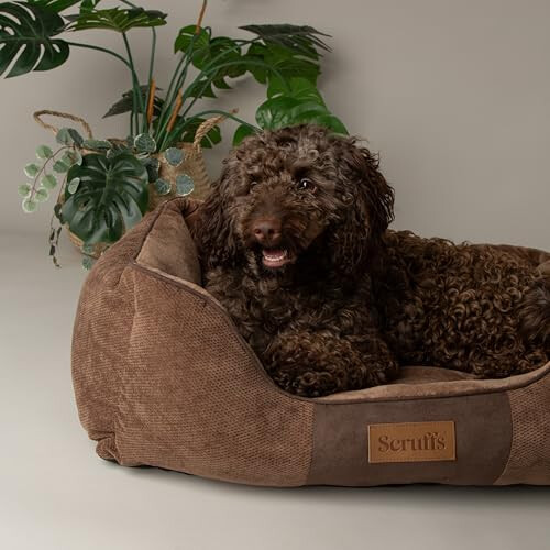 Scruffs Scruffs Chester Box Bed (S) Chocolate 1