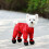 Winter-Hunde-Schneeanzug mit Stiefeln, Rot, Größe M 5