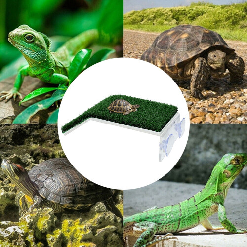 Plataforma para tartaruga tomar sol com ventosa e escada. 1