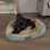 Scruffs Scruffs Cosy Dog Box Bed (L) 2