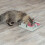 Trixie Cat Activity Poker Box, 31 ? 31 cm 5