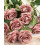 Black Artificial Silk Roses – 12 pcs, 54 cm long 5