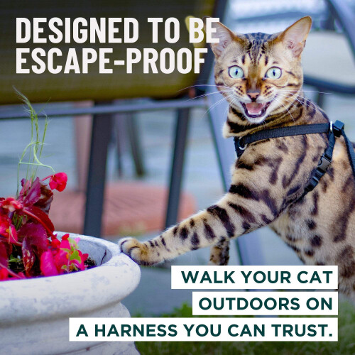 Escape Proof Cat Harness and Leash Set 1 Pack 1