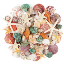 Jangostor Sea Shells Mixed Ocean Seashells, 3-9CM Various Sizes Beach Seashells and Natural Starfish for Vase Fillers Fish Tank Beach Themed Party