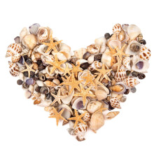 SKOOLOVE 450PCS Small Sea Shells and Mini Starfish Mixed Natural Seashells Bulk for Crafs Beach Painting Candle Making Fish Tank and Vase Fillers