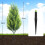 20 Inch Artificial Norfolk Pine Stakes 2-Pack 5