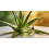 Roll on wax cartridge 100ml roller refill, pack of 6- Aloe 3
