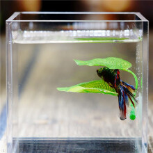 6 Pieces of Betta Hammock Toys, Aquarium Plastic Factory for Betta Accessories