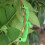 Limb Spreaders, 25pcs Fruit Tree Branch Spreader New Branch Spreader Puller for Shaping,Plant Branches Bender Tool 5